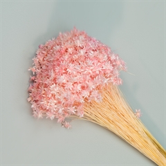Tørrede Blomster - Glixia, LIGHT Pink