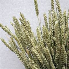 Dried flowers, wheat 